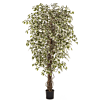 Ficus Hawaiiaanse Liana bont