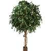 Ficus Exotica