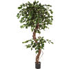Ficus Exotica