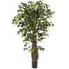 Ficus Liana