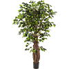 Ficus Liana
