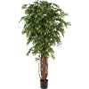 Ficus Liana