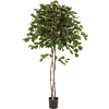 Ficus Exotica