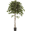 Ficus Exotica