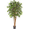 Ficus Retusa