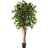 Ficus Retusa