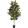 Rubberplant bont (Ficus Elastica bont)
