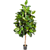 Rubberplant (Ficus Elastica)