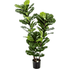 Ficus Lyrata