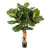 Vioolbladplant (Ficus Lyrata)