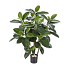 Rubberplant (Ficus Elastica)
