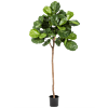 Vioolbladplant (Ficus Lyrata)