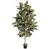 Ficus Elastica