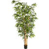 Bamboe met Grote Bladeren