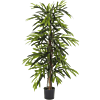 Ficus Alii