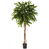 Ficus Alii