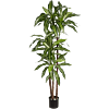 Dracaena Fragrans bont