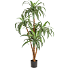 Dracaena