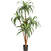 Dracaena