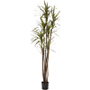 Dracaena Magenta