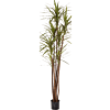 Dracaena Magenta