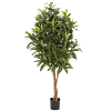 Croton Goldfinger