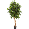 Croton Goldfinger