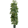 Schefflera bont