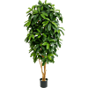 Schefflera