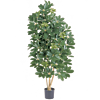 Schefflera