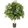 Schefflera bont