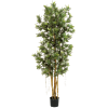 Podocarpus Reflexa