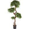 Podocarpus