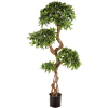 Podocarpus