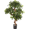 Pittosporum (Berg Pittosporum)