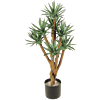 Agave