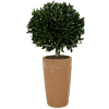 Laurier (Laurus Nobilis)