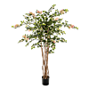 Bouganvillea Nitida