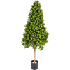 Buxus