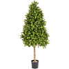 Buxus