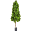Buxus