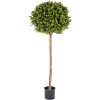 Buxus