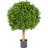Buxus