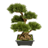 Dennenboom (Pinus)