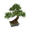 Podocarpus