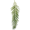 Phoenixpalm