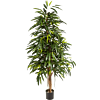 Ficus Alii
