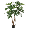 Philodendron Root Tree