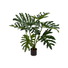 Philodendron