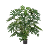 Philodendron